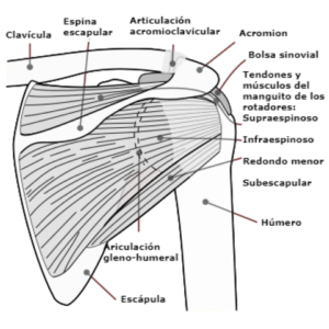 anatomia-del-hombro