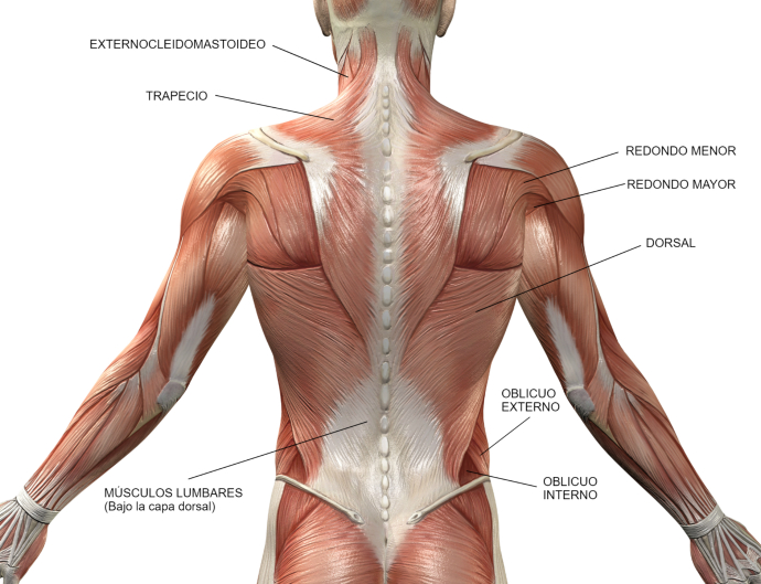 Cuáles son y Cómo trabajar los músculos de la Espalda】| Calmatel